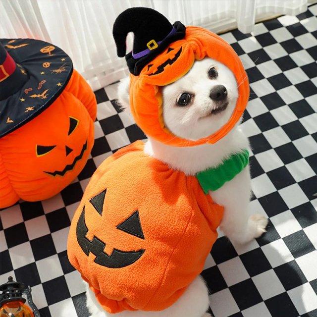 Cute Halloween Costumes for Dogs - Adorable Pet Outfits for Fall