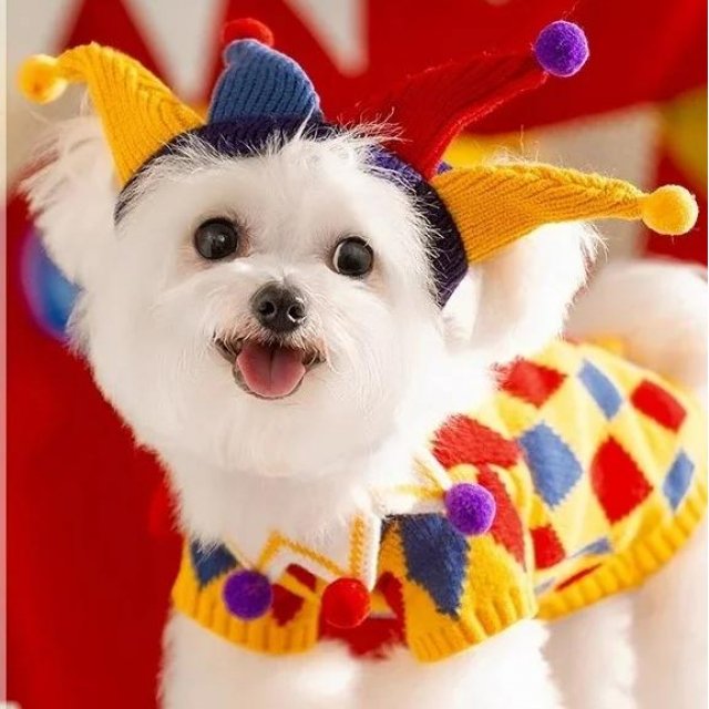 Clown Dog Sweater with Hat