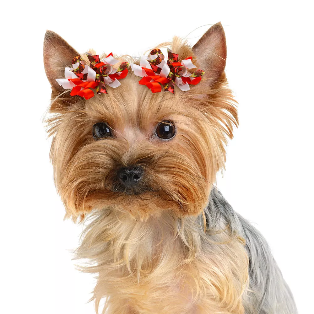 55541-06af55.webp