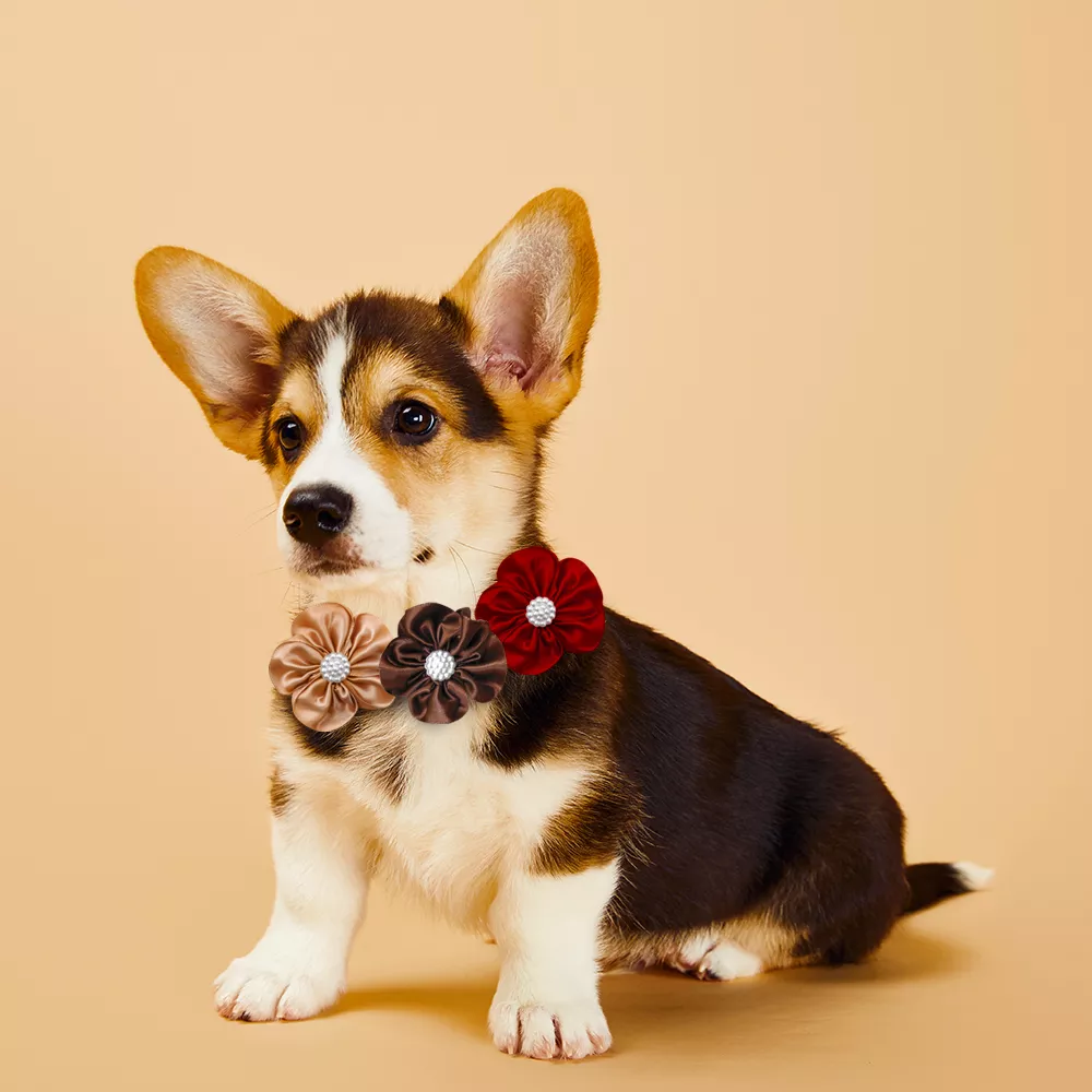 55532-134c1f.webp