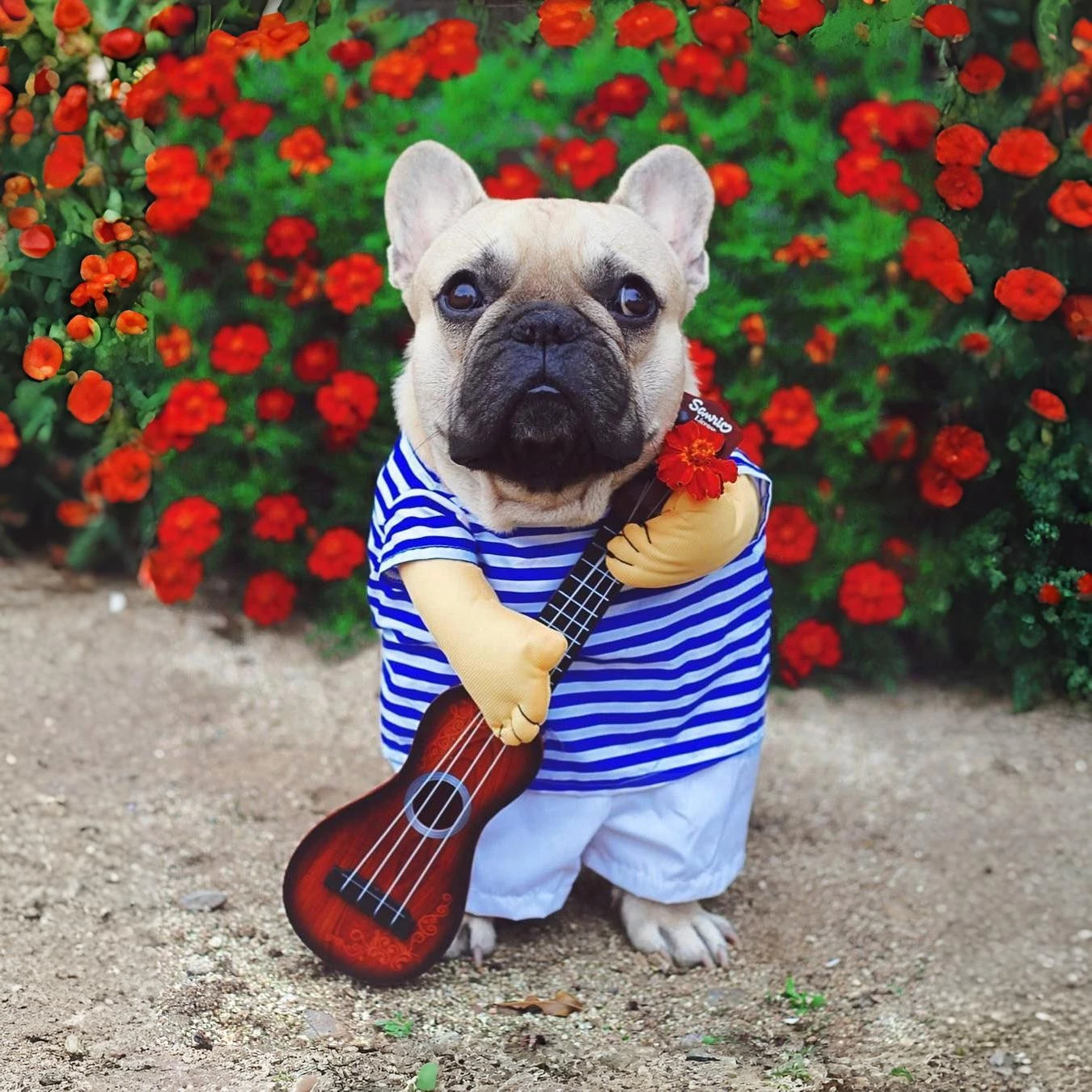 Funny Pet Guitar Costume for Dogs and Cats - Image 4
